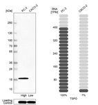 Western blot analysis in human cell line PC-3 and human cell line CACO-2.