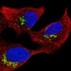 Immunofluorescent staining of human cell line A549 shows localization to the Golgi apparatus.