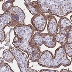 Immunohistochemical staining of human placenta shows strong membranous positivity in trophoblastic cells.