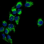 Immunofluorescence staining of A-431 cells using the Anti-TSPO monoclonal antibody, showing specific staining in mitochondria and vesicles in green. Nuclear probes are is visualized in blue (where available).