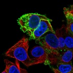 Immunofluorescent staining of human cell line Hep G2 shows localization to plasma membrane.