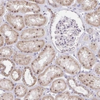 Immunohistochemical staining of human kidney shows low expression as expected.