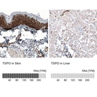 Anti-TSPO Antibody