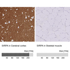 Anti-SIRPA Antibody