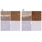 Immunohistochemical staining of human cerebellum, cerebral cortex, pancreas and skeletal muscle using Anti-SIRPA antibody HPA058511 (A) shows similar protein distribution across tissues to independent antibody HPA054437 (B).