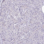 Immunohistochemical staining of human pancreas shows no positivity in exocrine glandular cells as expected.
