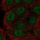 Anti-ERF Antibody
