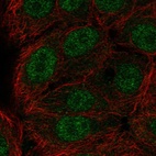 Anti-ERF Antibody