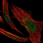 Immunofluorescent staining of human cell line U-251 MG shows localization to nucleoplasm & mitochondria.