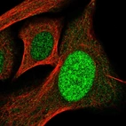 Immunofluorescent staining of human cell line U-2 OS shows localization to nucleus.