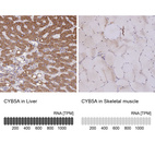 Anti-CYB5A Antibody