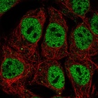 Anti-POU2F1 Antibody