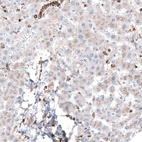 Anti-TSPO Antibody