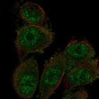 Anti-SH3D19 Antibody