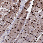 Anti-CDH2 Antibody