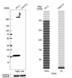 Western blot analysis in human cell line PC-3 and human cell line CACO-2.