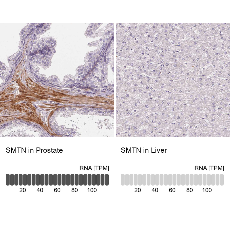 Anti-SMTN Antibody