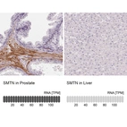 Anti-SMTN Antibody
