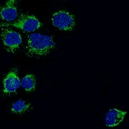 Immunofluorescence staining of A-431 cells using the Anti-TSPO monoclonal antibody, showing specific staining in mitochondria and vesicles in green. Nuclear probes are is visualized in blue (where available).