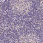 Immunohistochemical staining of human lymph node shows no positivity in non-germinal center cells as expected.
