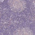 Immunohistochemical staining of human lymph node shows no positivity in non-germinal center cells as expected.