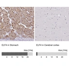 Anti-ELF4 Antibody