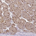 Immunohistochemical staining of human stomach shows high expression.