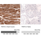 Anti-TNNT2 Antibody