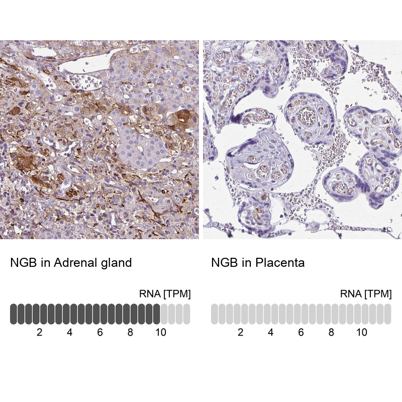 Anti-NGB Antibody