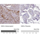 Anti-NGB Antibody