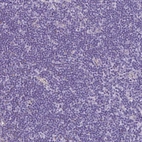Immunohistochemical staining of human lymphoid tissues shows negative cytoplasmic positivity in non-germinal center cells as expected.