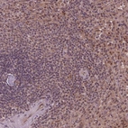 Anti-STAT3 Antibody