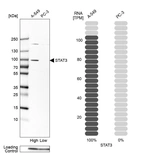 Western blot analysis in human cell lines A-549 and PC-3 using Anti-STAT3 antibody. Corresponding STAT3 RNA-seq data are presented for the same cell lines. Loading control: Anti-PPIB.