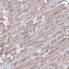 Anti-ABHD16A Antibody