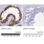 Anti-DPEP3 Antibody