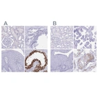 Immunohistochemical staining of human kidney, prostate, skin and testis using Anti-DPEP3 antibody HPA058607 (A) shows similar protein distribution across tissues to independent antibody HPA031870 (B).