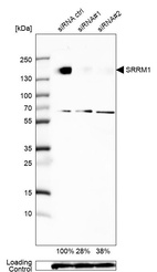 Anti-SRRM1 Antibody