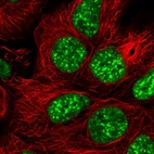 Immunofluorescent staining of human cell line HEK 293 shows localization to nuclear speckles.