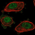 Anti-NUDT2 Antibody