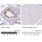 Anti-CLGN Antibody