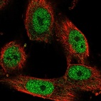 Anti-STAG1 Antibody