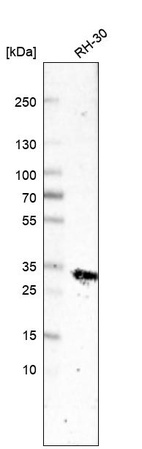 Anti-TNNT2 Antibody