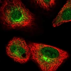 Immunofluorescent staining of human cell line A549 shows localization to nucleoplasm & the Golgi apparatus.