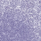 Immunohistochemical staining of human Tonsil shows no positivity in non-germinal center cells as expected.