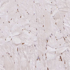 Anti-HNRNPU Antibody