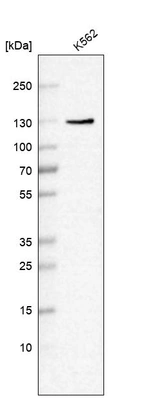 Western blot analysis in human cell line K562.