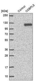 Western blot analysis in control (vector only transfected HEK293T lysate) and OSBPL5 over-expression lysate (Co-expressed with a C-terminal myc-DDK tag (~3.1 kDa) in mammalian HEK293T cells, LY407938).