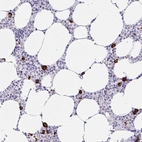 Anti-CCDC62 Antibody