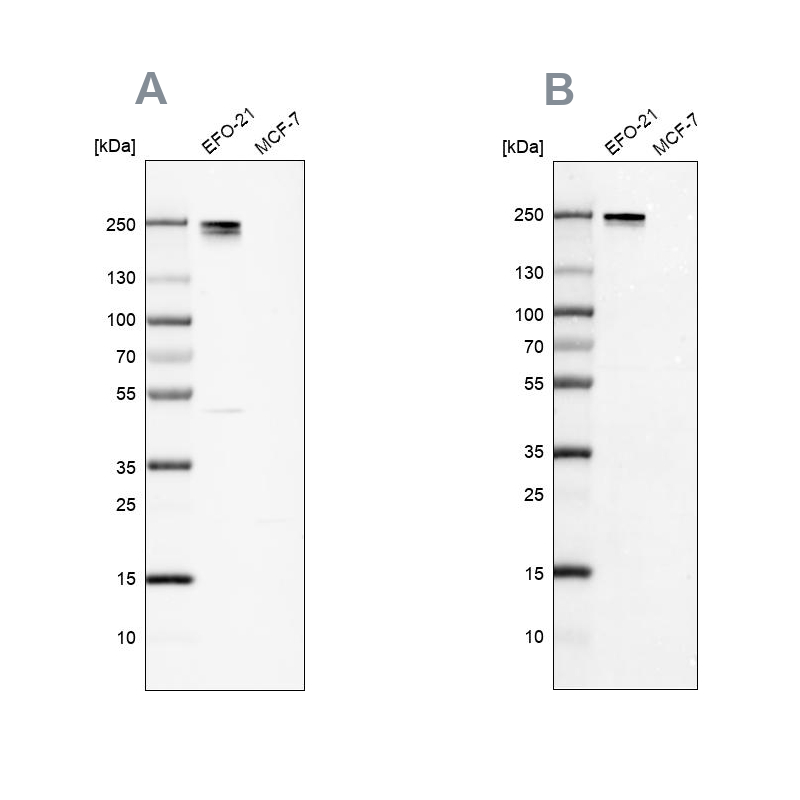 Anti-NID2 Antibody