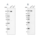 Anti-NID2 Antibody